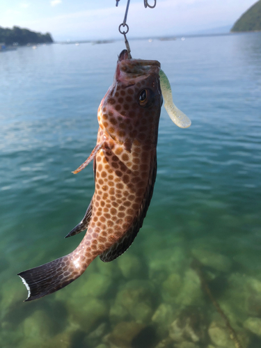 オオモンハタの釣果