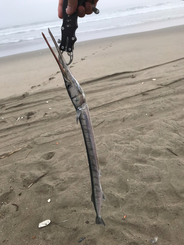 ダツの釣果