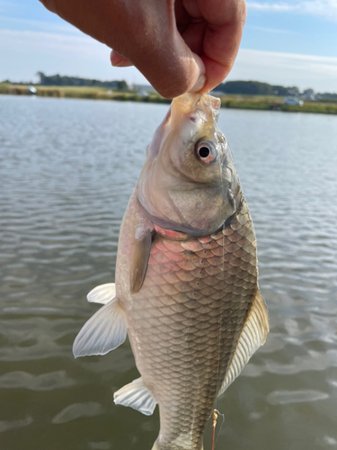 ヘラブナの釣果