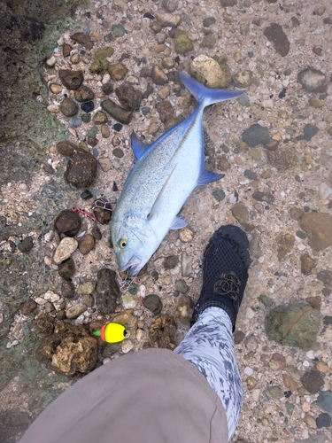 カスミアジの釣果