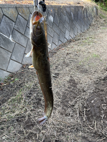 ナマズの釣果