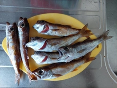 アカムツの釣果