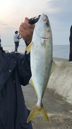 ハマチの釣果