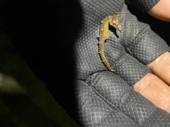 タツノオトシゴの釣果