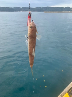 エソの釣果