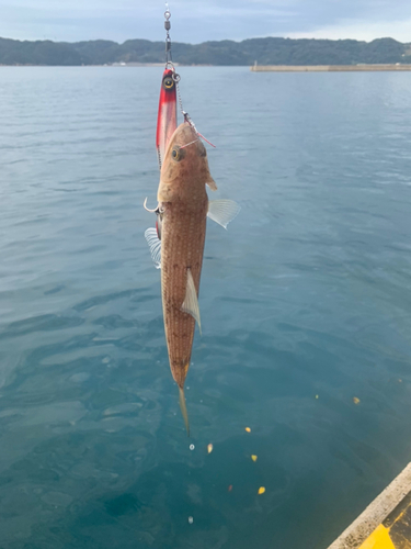 エソの釣果