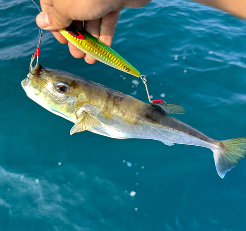 シロサバフグの釣果