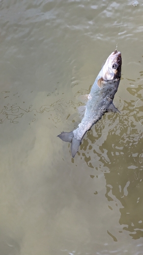 ウグイの釣果