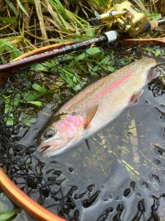 ニジマスの釣果