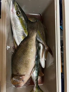 オオモンハタの釣果