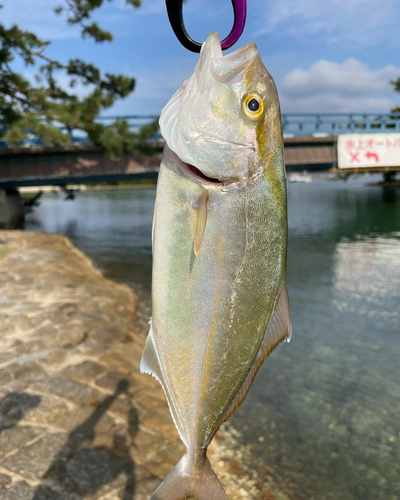 シオの釣果