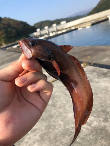 ドンコの釣果