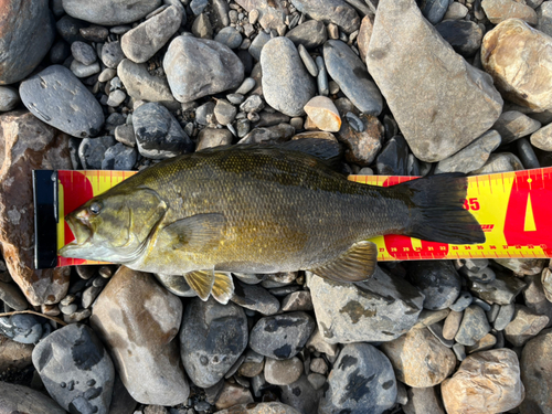 スモールマウスバスの釣果