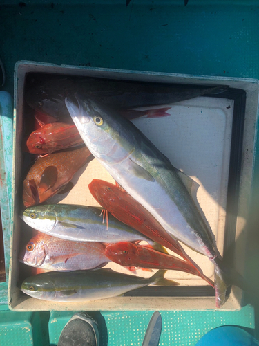 マダイの釣果