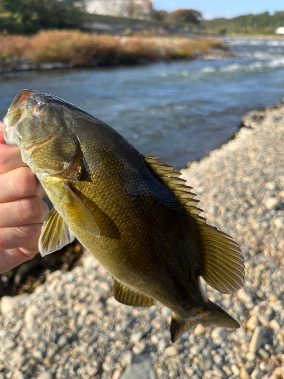 スモールマウスバス