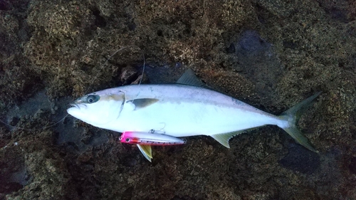 ヒラマサの釣果