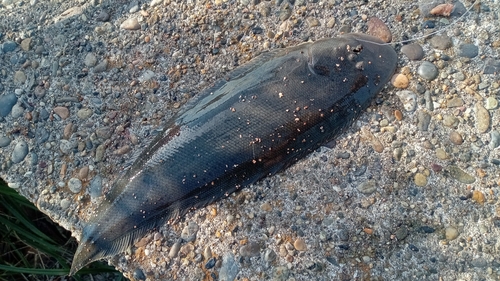 ウシノシタの釣果