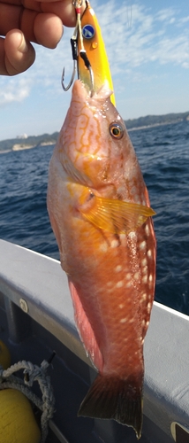 ベラの釣果