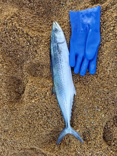 サゴシの釣果