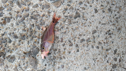 ネンブツダイの釣果