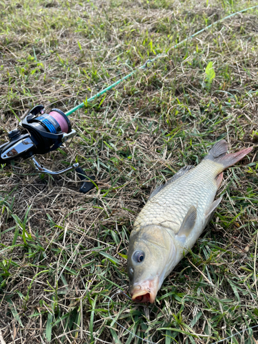 コイの釣果