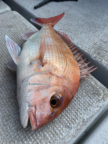 タイの釣果