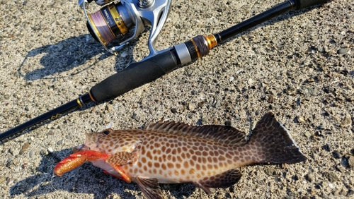 オオモンハタの釣果