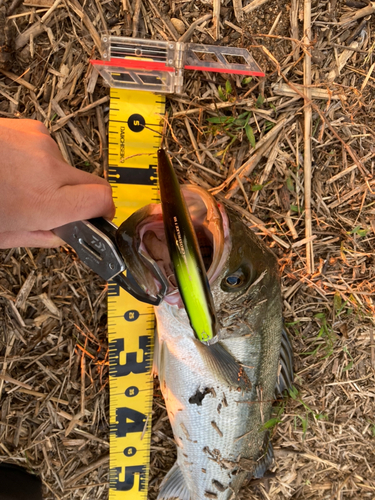 シーバスの釣果