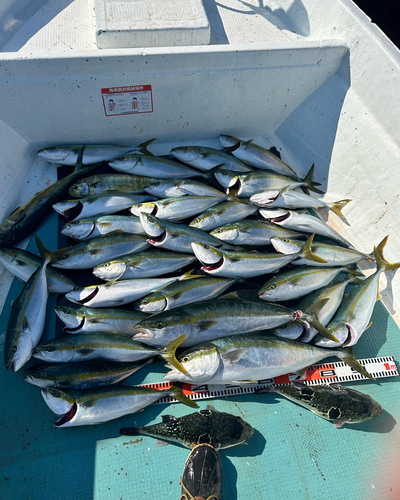 ハマチの釣果