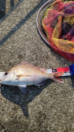 マダイの釣果