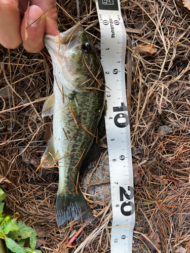 ブラックバスの釣果