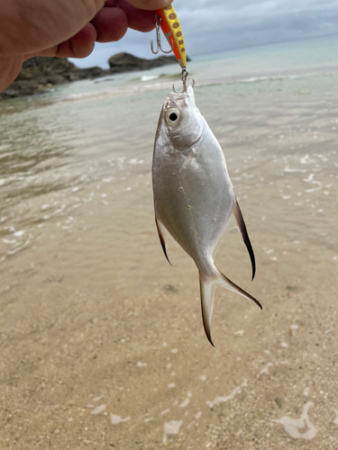 マルコバンの釣果