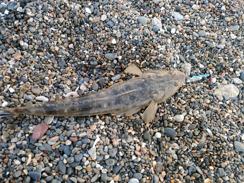 マゴチの釣果