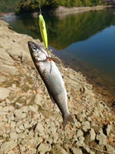 ニゴイの釣果