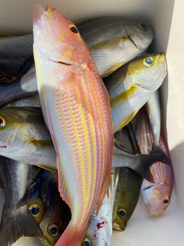 イトヨリダイの釣果