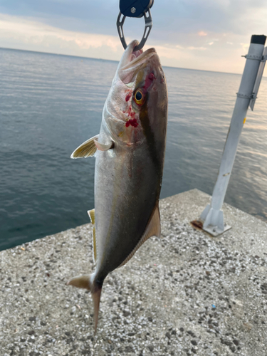 ネリゴの釣果