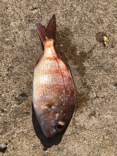 チャリコの釣果