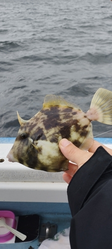 カワハギの釣果