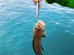 オオモンハタの釣果