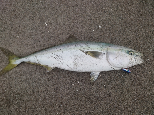 ワラサの釣果