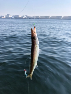 カマスの釣果