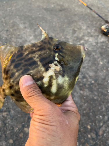 カワハギの釣果