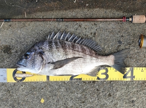 クロダイの釣果