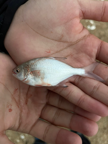 コバンアジの釣果