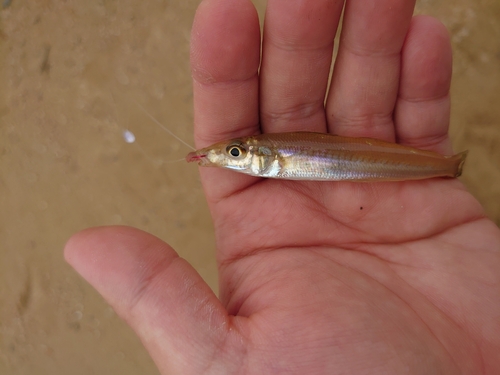 キスの釣果