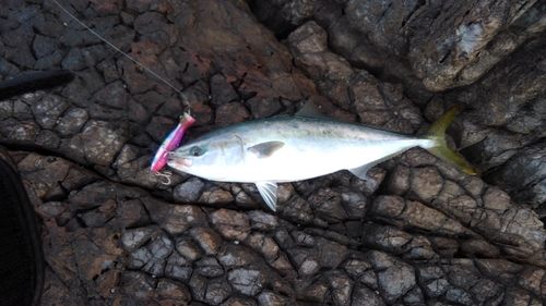 ハマチの釣果