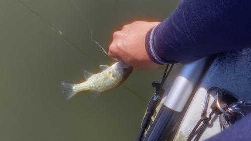 ブラックバスの釣果