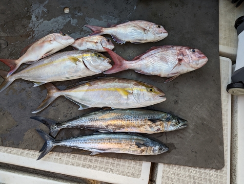 タイの釣果