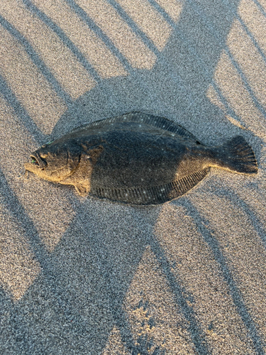 ソゲの釣果