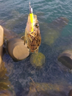 クロソイの釣果